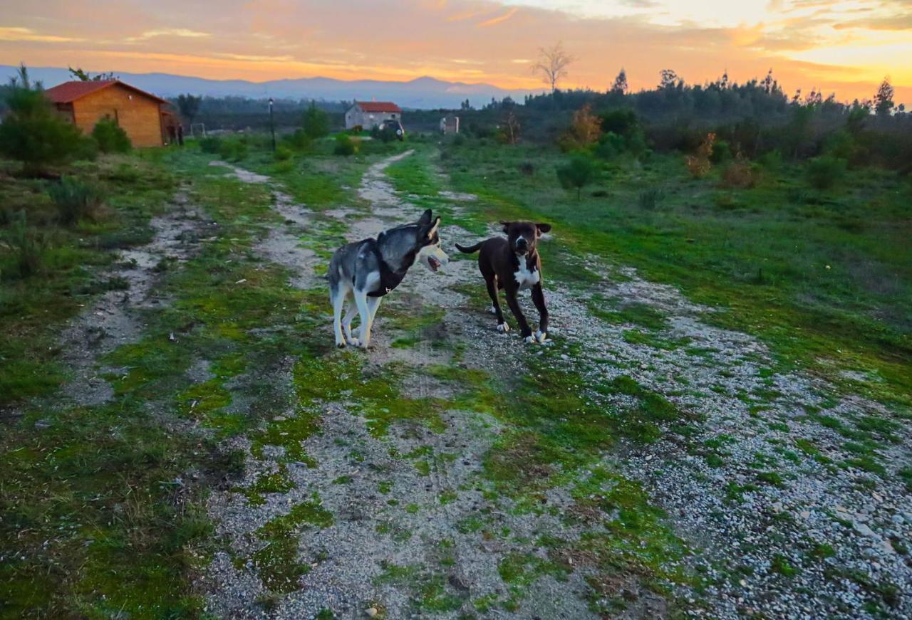 Vila Da Laje - Onde A Natureza O Envolve - Serra Da Estrela Oliveira do Hospital Exteriör bild